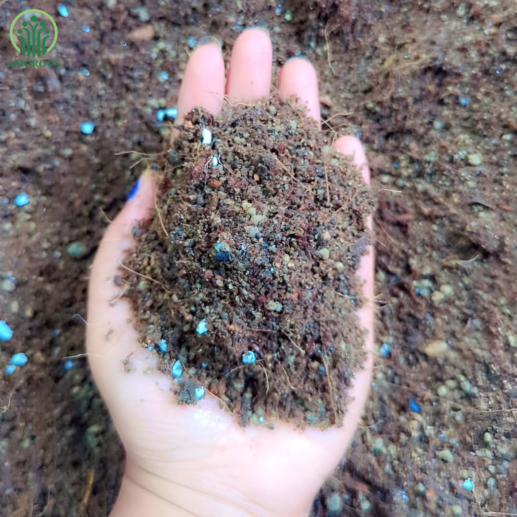 সিঙ্গোনিয়াম মিডিয়া -কেজি ১২০ টাকা