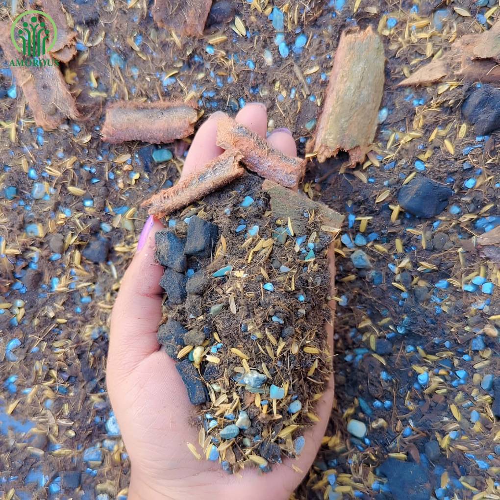 এনথুরিয়াম মিডিয়া - কেজি ১৩০ টাকা